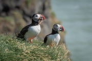 Puffins, Ingólfshöfði