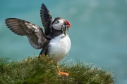 Puffin, Ingólfshöfði