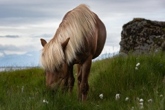 Icelandic Horses