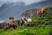 Icelandic Horses