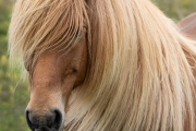 Icelandic Horse