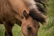 Icelandic Horse