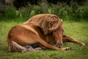 Icelandic Horse