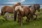 Icelandic Horses