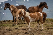 Icelandic Horses