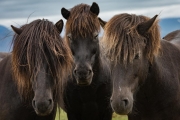 Icelandic Horses