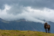 Icelandic Horse