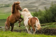 Icelandic Horses