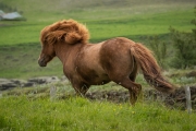 Icelandic Horse