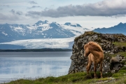 Icelandic Horse