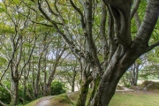 Ballyallaban Ring Fort, County Clare