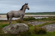 Connemara pony