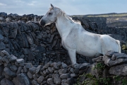 Inishmore, Aran Islands