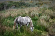 Connemara pony