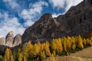 larch trees near Sella Pass