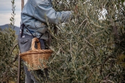 olive picking, Val d'Orcia