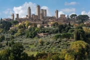 olive grove, San Gimignano