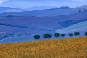 vineyard, Val d'Orcia