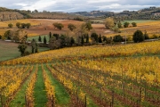 vineuards, Val d'Orcia