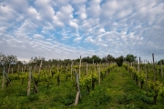 vineyard, Sarteano