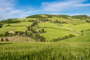 cypress lined road Monticchiello