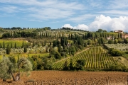 vineyard and olive groves, Sant'Antimo