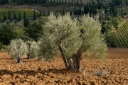 olive tree, Sant'Antimo