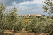 olive grove, Monteriggione