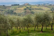 olive grove, San Gimignano