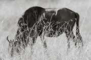 Wildebeest in the Masai Mara