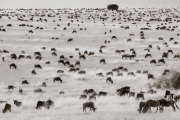 hundreds of Wildebeests, Masai Mara