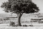 thousands of Wildebeests, Masai mara