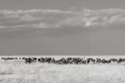 Wildebeests in the Mara