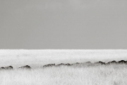 Wildebeests on the move, Masai Mara