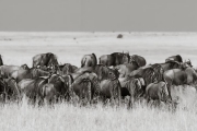 Wildebeests in the Mara