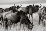 Wildebeests in the Mara