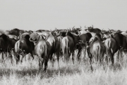 Wildebeests in the Mara