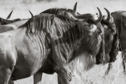 Wildebeests in the Mara