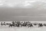 Wildebeests, Masai Mara