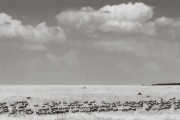 Wildebeest herd after a crossing