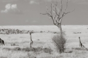 Giraffes, Masai Mara