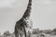 Giraffe, Masai Mara