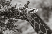 Rothschild Giraffe, Samburu Reserve