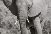 Elephant, Masai Mara