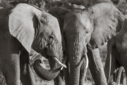 Elephants, Masai Mara