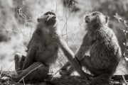 Baboons, Masai Mara