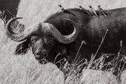 Cape Buffalo and Oxpeckers, Masai Mara