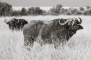 Cape Buffalo, Masai Mara