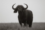 Cape Buffalo, Masai Mara