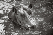 Hippo, Masai Mara